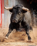 В КАЖДОМ РЕГИОНЕ РБ.Закупаем быков ,коров , лошадей живым и убойным весом .Дорого .