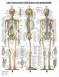Учебные плакаты по анатомии для медицинского колледжа