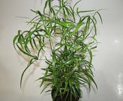 Растение Аспарагус Серповидный