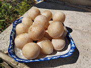 Гриб весёлка