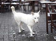 Белоснежный юный пёсик Снежок срочно ищет дом