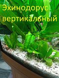Эхинодорус вертикальный – аквариумный кустарник