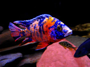 Алуноакара Мультиколор мармеладный