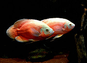 Астронотус Альбино красный