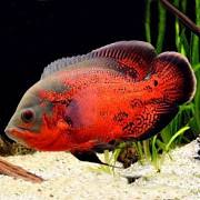 Астронотус Красный