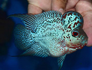 Хорн баллон тайский шёлк