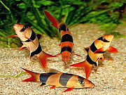 Боция Клоун