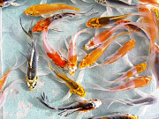 Боция Клоун