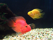 Попугай Ассорти