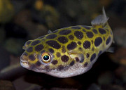 Тетрадон зелёный