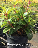 Рододендрон Перси Вайсман