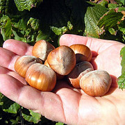 Продам саженцы фундука (недорого)