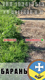 Истребление нежелательной, сорной, инвазивной растительности/ в г.Барань