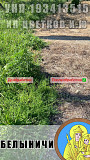 Истребление нежелательной, сорной, инвазивной растительности/ в г. Белыничи