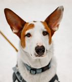 Собачка в дар.