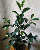 фикус Макломе