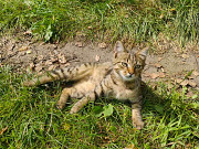 Котята срочно ищут дом