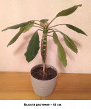 Молочай гребенчатый - уроженец о. Мадагаскар