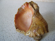 Ракушка морская для аквариума - 1 шт