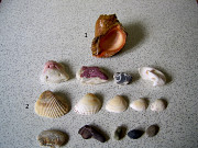 Ракушки и камни для аквариума .