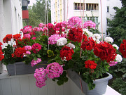 Герань ( пеларгония) свежесрезанные черенки - 9 видов