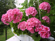 Герань ( пеларгония) свежесрезанные черенки - 8 видов