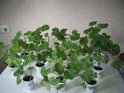 Герань ( пеларгония) розебудная красная и розовая ...