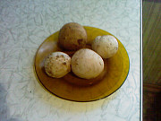 гриб веселка