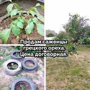 Саженцы грецкого ореха высокоурожайные