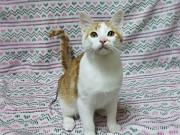 Солнечные рыжие котята Тишка и Рыжик в дар