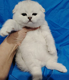 Шотландские котята.