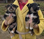 Щенки в дар.