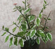 Педилантус