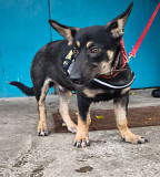 Собачка в дар.