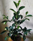 фикус Макломе