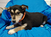 Щенок девочка в дар.