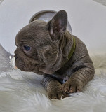Французский бульдог в голубом окрасе