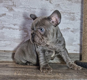 Французский бульдог голубого окраса