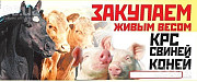 ДОРОГО по РБ,Закупаем КРС, лошадей, жеребят.