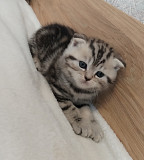 Котята мраморята шотландские.