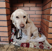 Собачка в дар.