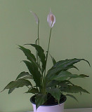 Спатифиллум