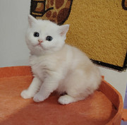 Котенок шотландский.