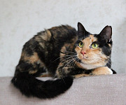 Лапушка ДВА ГОДА в приюте!