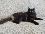 Роскошный Фирс