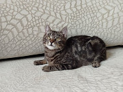 Общительный красавчик Имель