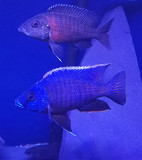 Нерестовый гарем малавийских цихлид Каданго