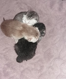 Котята вислоухие шотландские