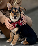 Щенки в дар.