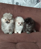 Померанский шпиц, щенки мини мишка, разных окрасов